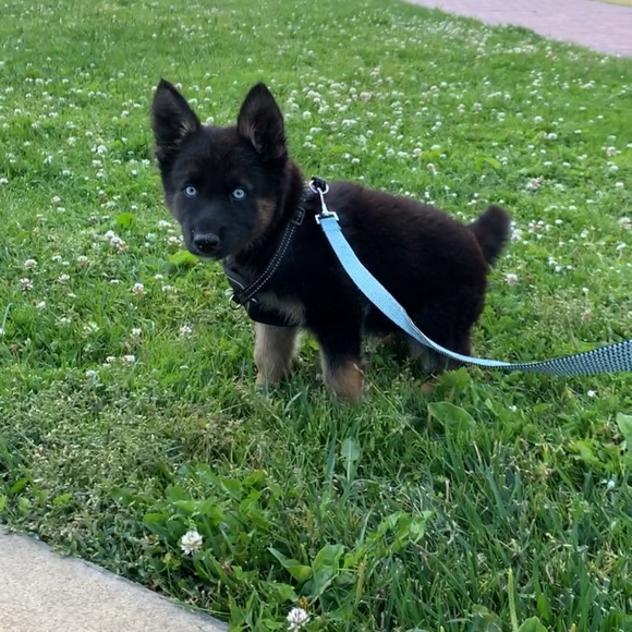 Meet your Posher, Mario - Picture 2 of 4